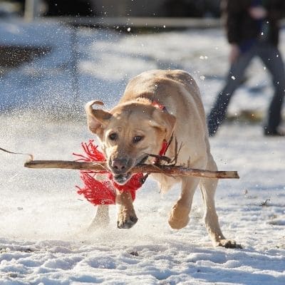 Problemas de salud del Labrador Retriever - Causas y recomendaciones