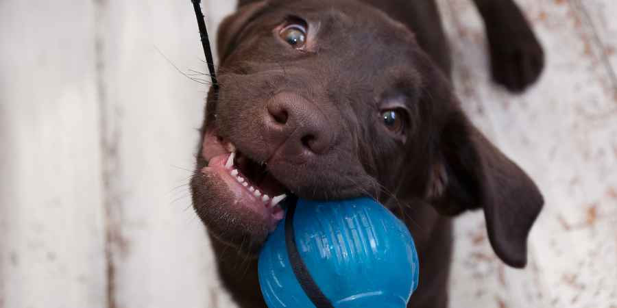 Prueba el siempre clásico Tira y Afloja