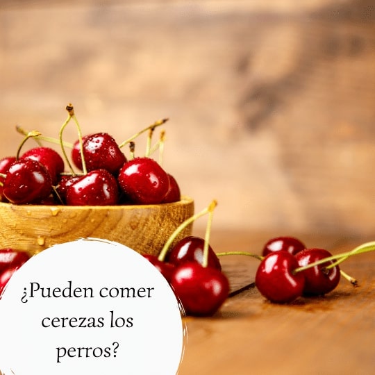 Pueden comer cerezas los perros - ¿Es seguro compartir esta fruta con nuestro perro?