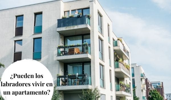 ¿Pueden los labradores vivir en un apartamento?