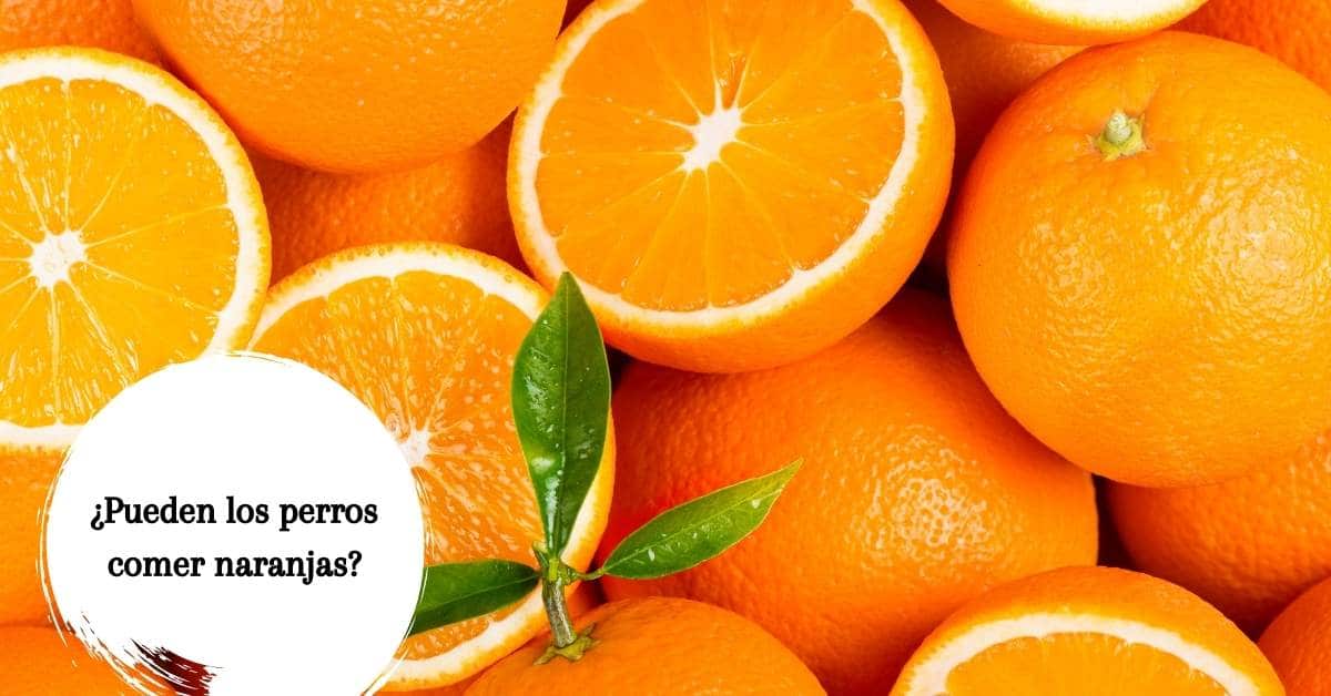 ¿Los perros pueden comer naranjas? ¿Son buenas su salud?