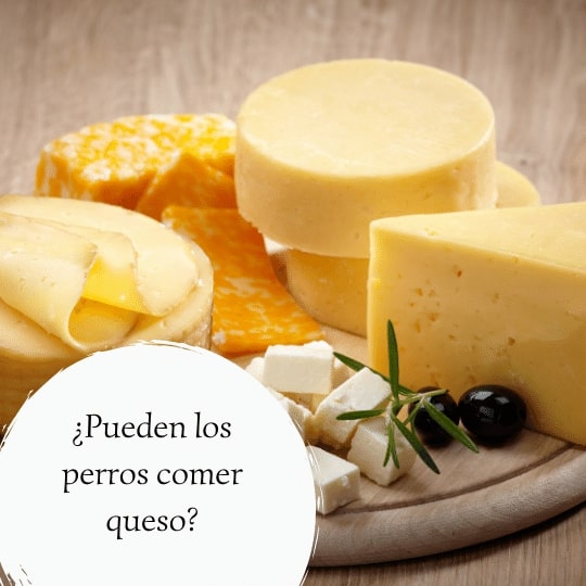 ¿Pueden los perros comer queso? ¿Es un alimento tóxico para los perros?