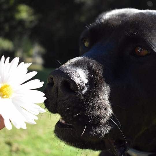 Qué hacer para que tu labrador huela mejor