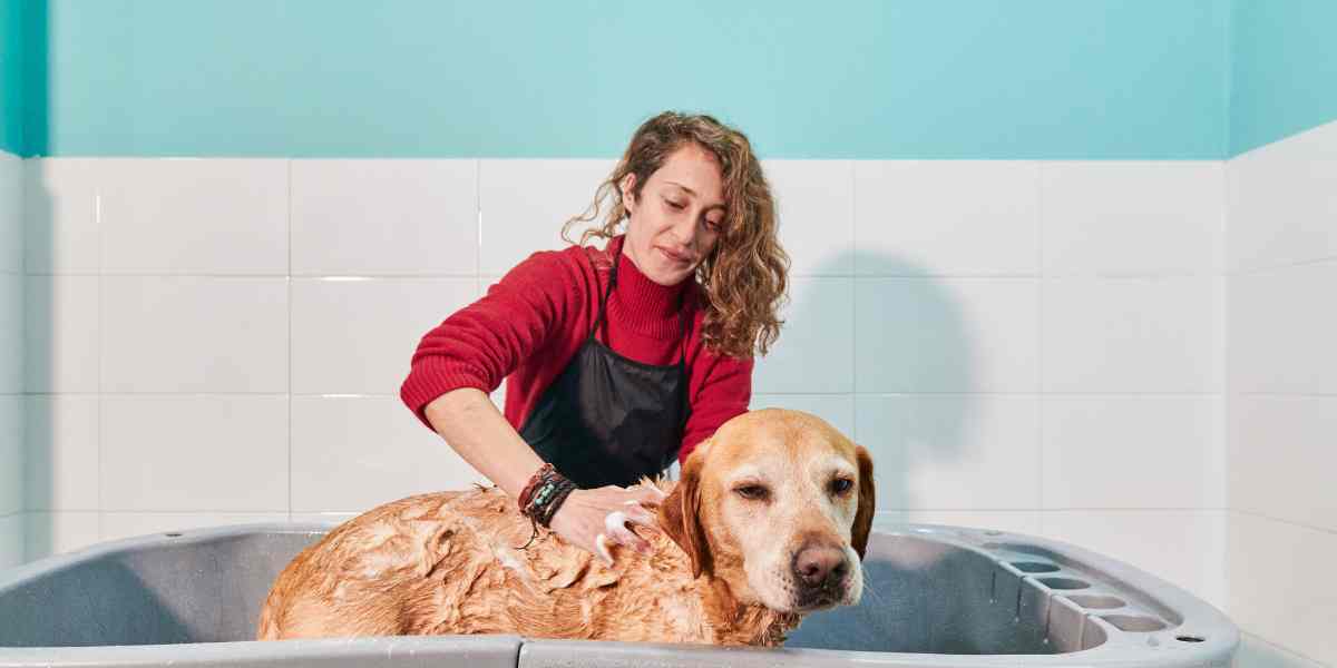 Recetas de champú casero para perros