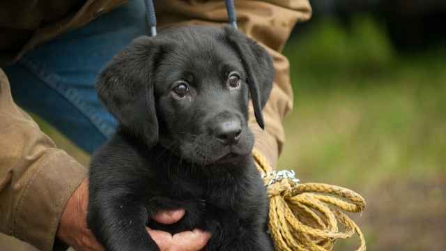 Restringir adiestramiento de cachorros 