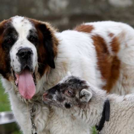 San Bernardo babeando