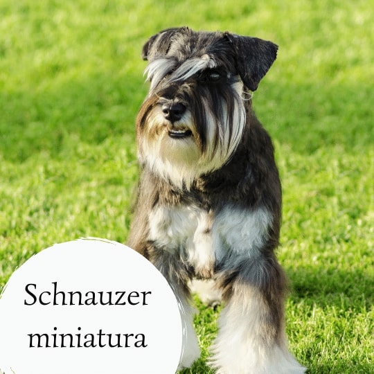 Schnauzer miniatura