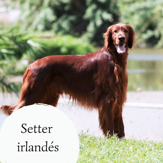Setter irlandés