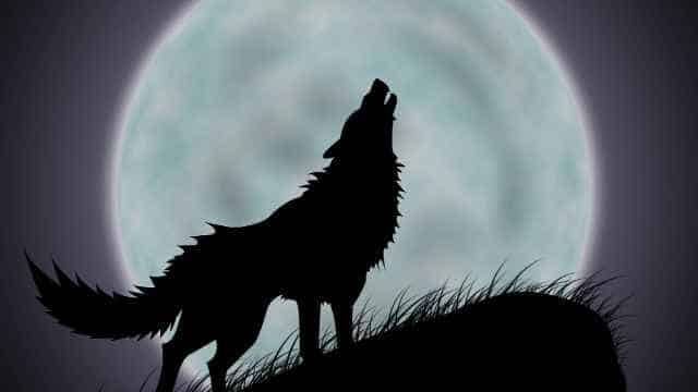 Significado de perro alfa