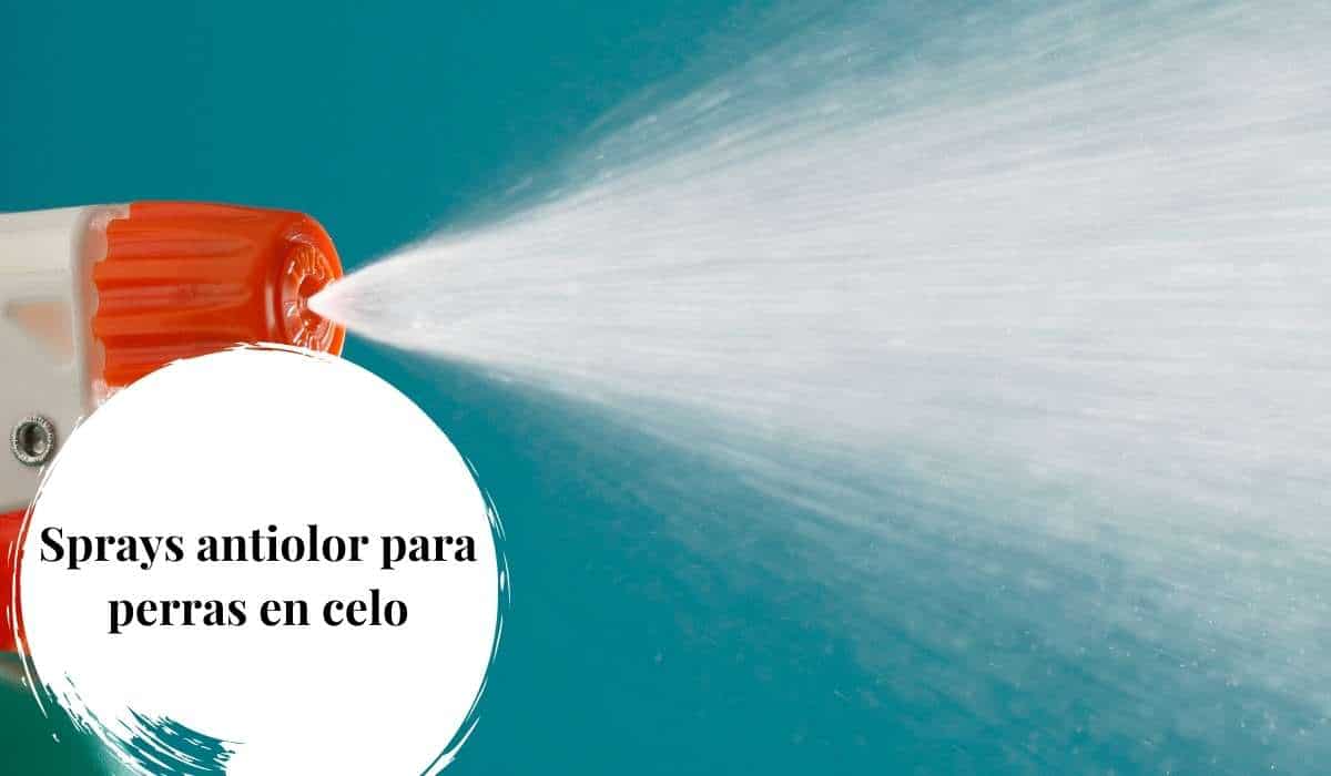spray antiolor para perras en celo