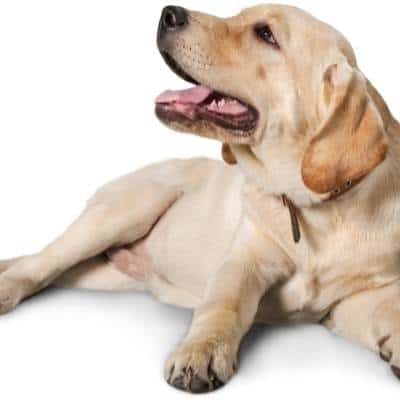 Suplementos para la salud hepática