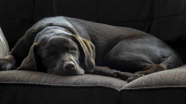 Síntomas de torsión gástrica