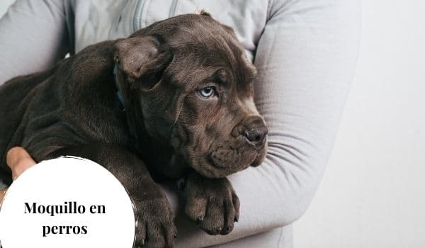 Síntomas del moquillo