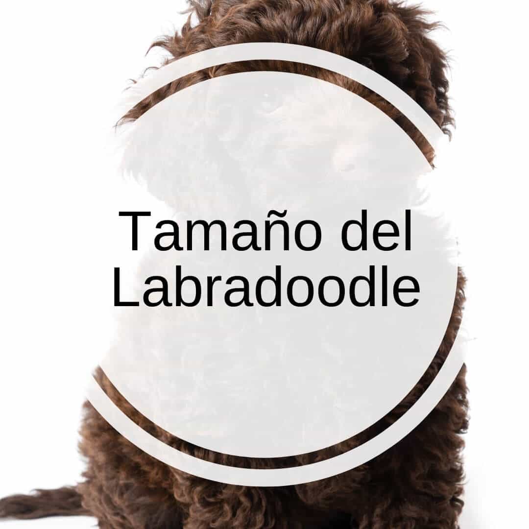 Tamaño del Labradoodle