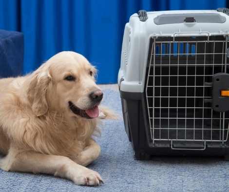 Cómo acostumbrar a un labrador adulto al transportín (sin estrés)