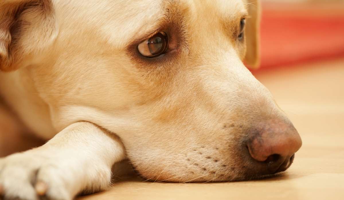 Tristeza en los Perros ¿Cómo animarlos?