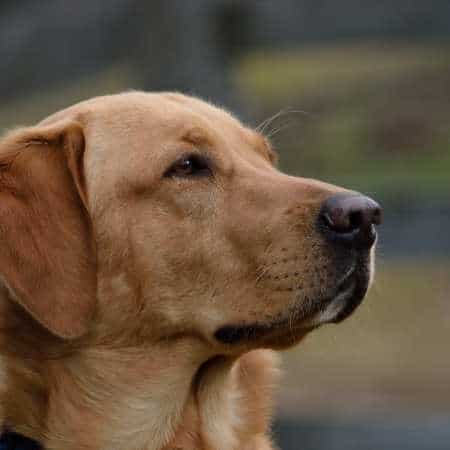 Ventajas e inconvenientes de castrar o esterilizar a tu Labrador Retriever