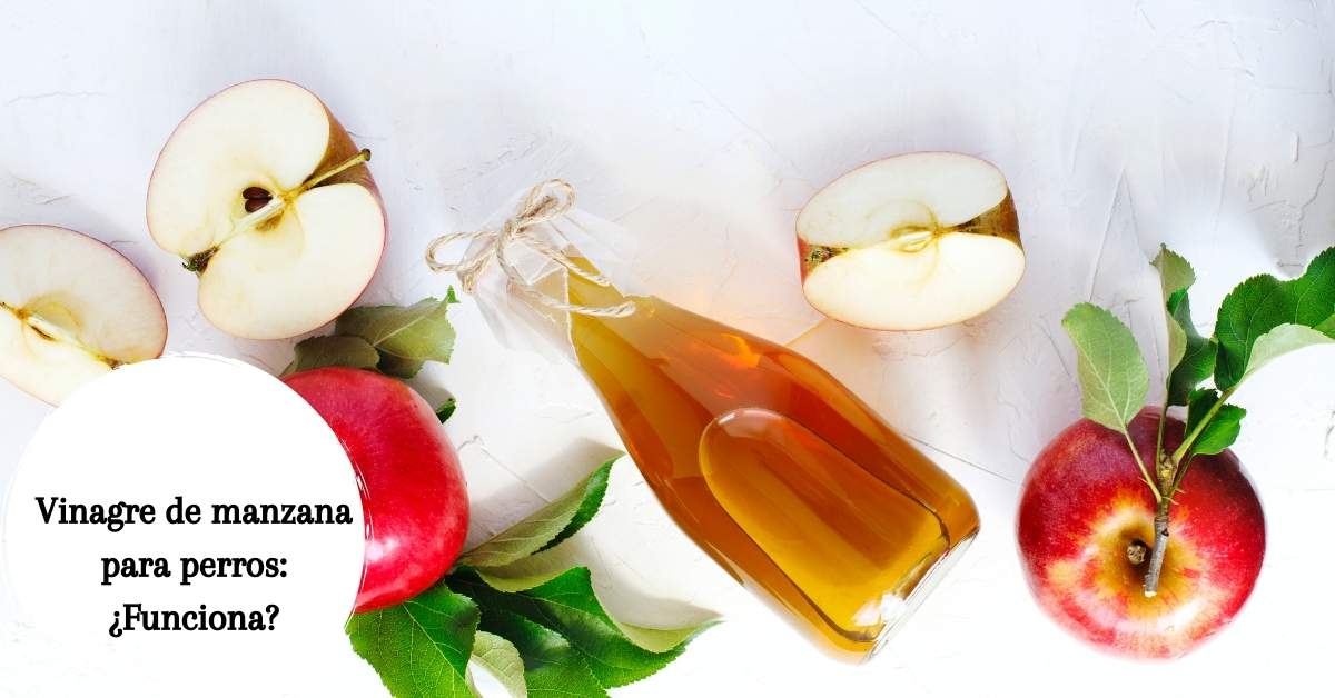 Vinagre de manzana para perros: ¿Funciona?