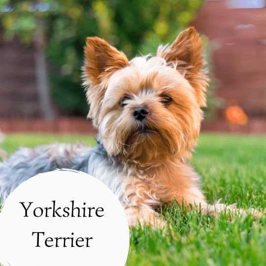 Yorkshire Terrier