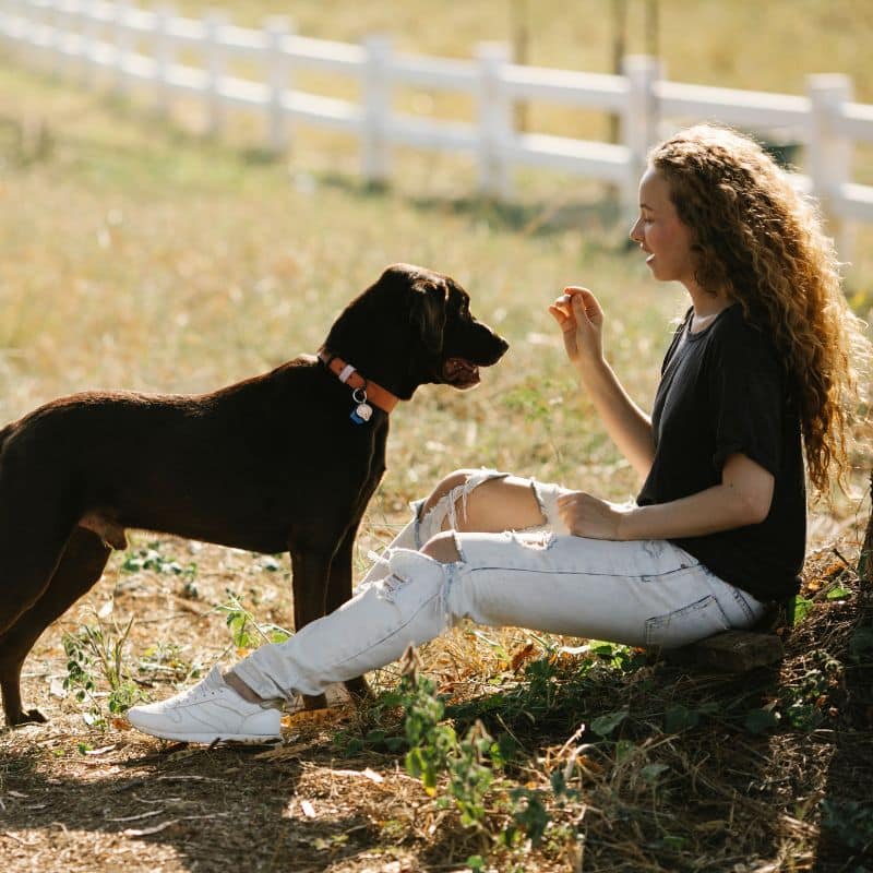 LIMA: Enfoque humanitario del adiestramiento de animales