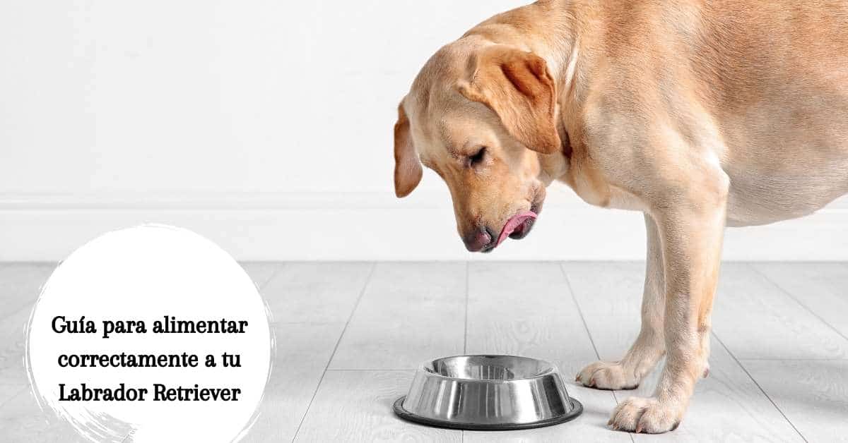Guía para alimentar correctamente a tu Labrador Retriever
