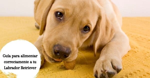 Mejor pienso para cachorro de labrador: qué dar el primer año