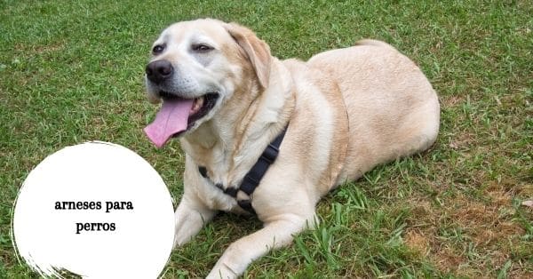 Los mejores arneses para labrador retriever: guía de compra 2026