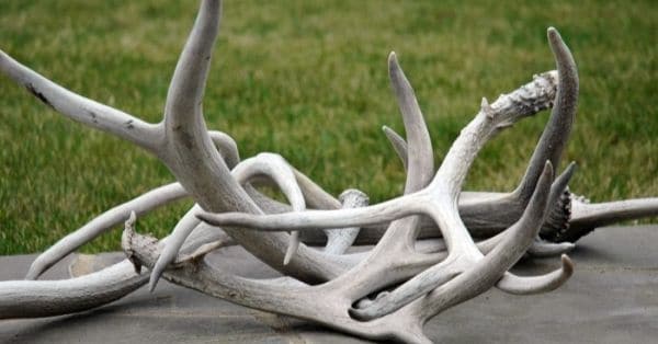 Todo sobre las astas de ciervo para perros