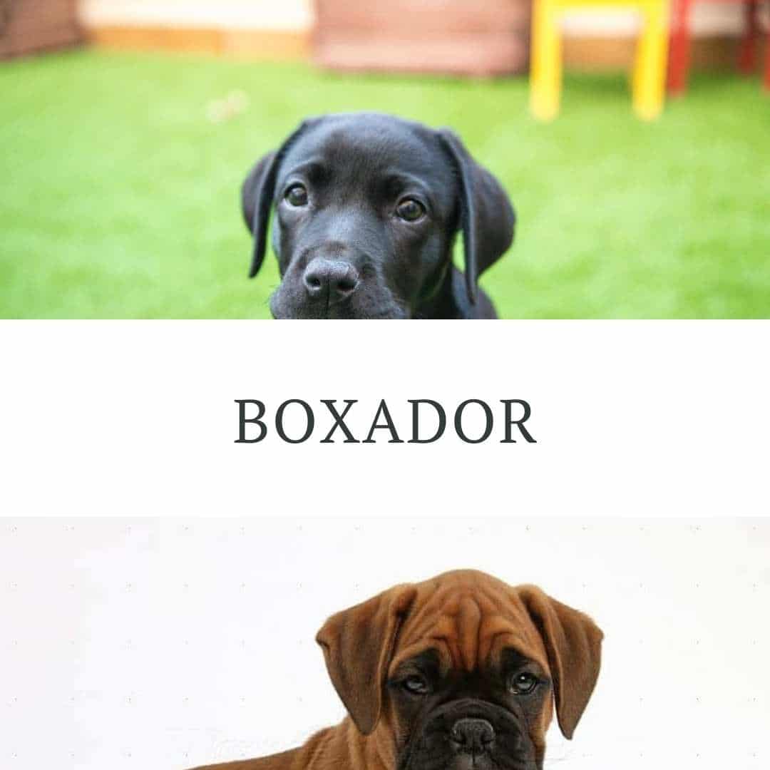 Cruce de Boxer con labrador | Temperamento, Tamaño, Muda y Salud