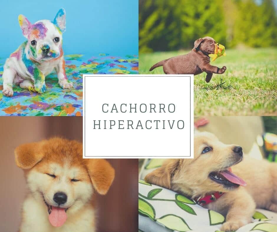 Cómo tranquilizar a un cachorro hiperactivo
