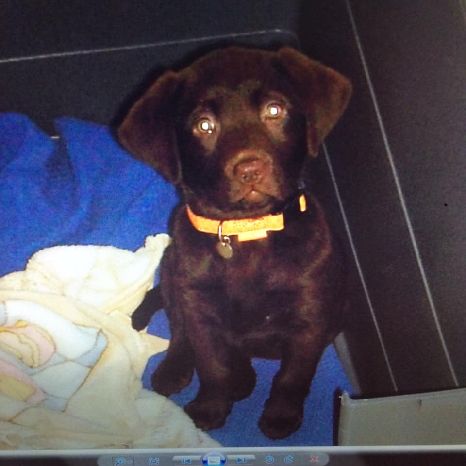 cachorro labrador chocolate
