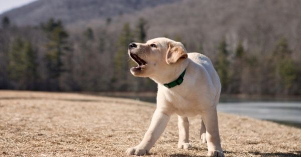 cachorro labrador ladrando