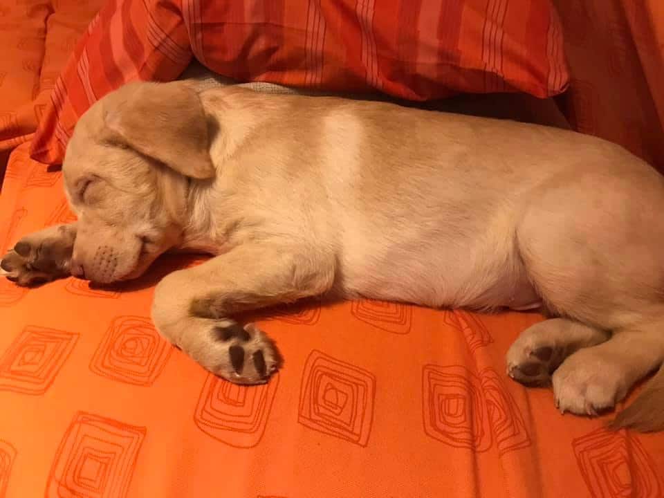 labrador 3 meses