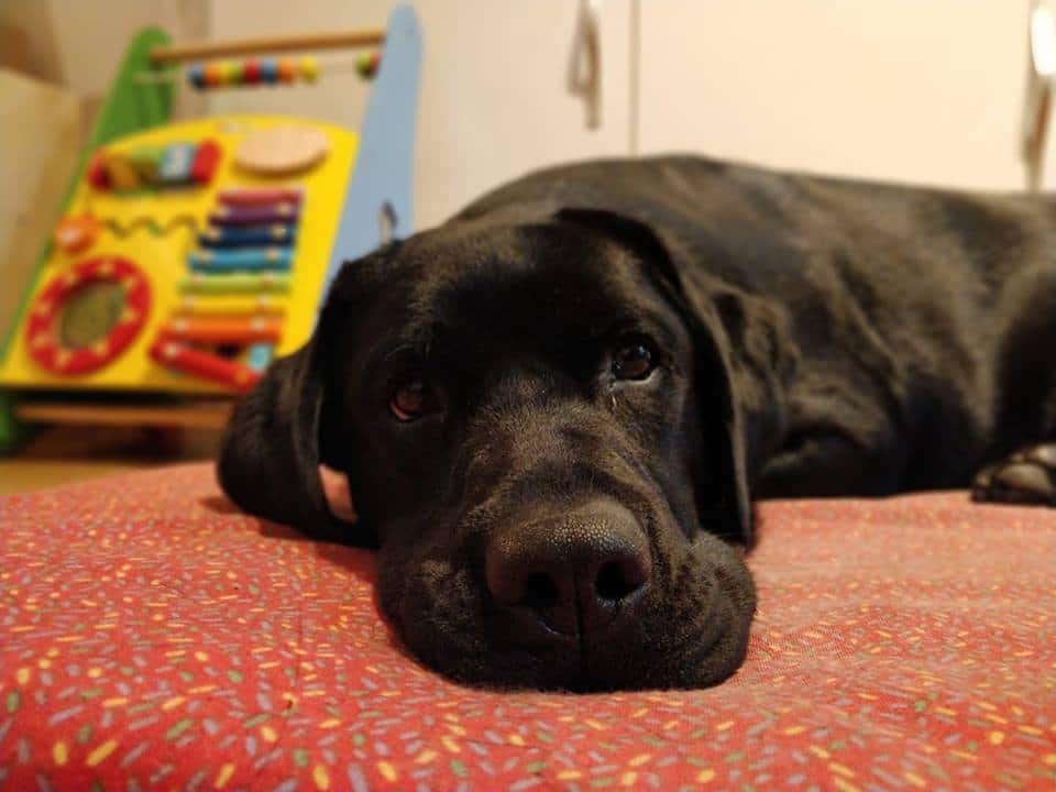 cama para perros grandes