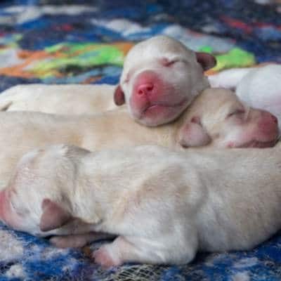 cachorros  6 semanas
