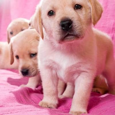 cachorros  7 semanas