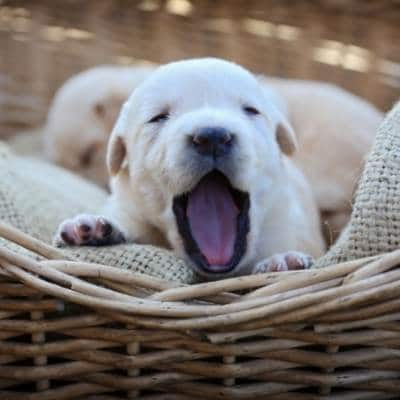 cachorros a las 5 semanas