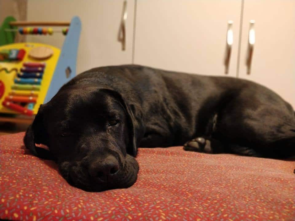 labrador negro