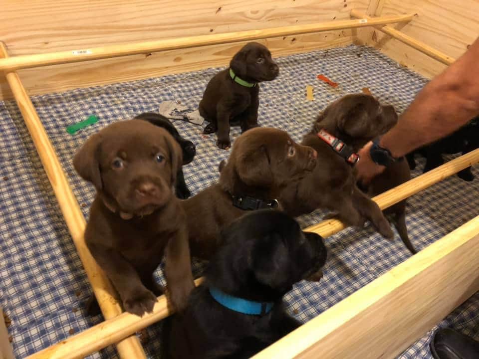 cachorros de labrador
