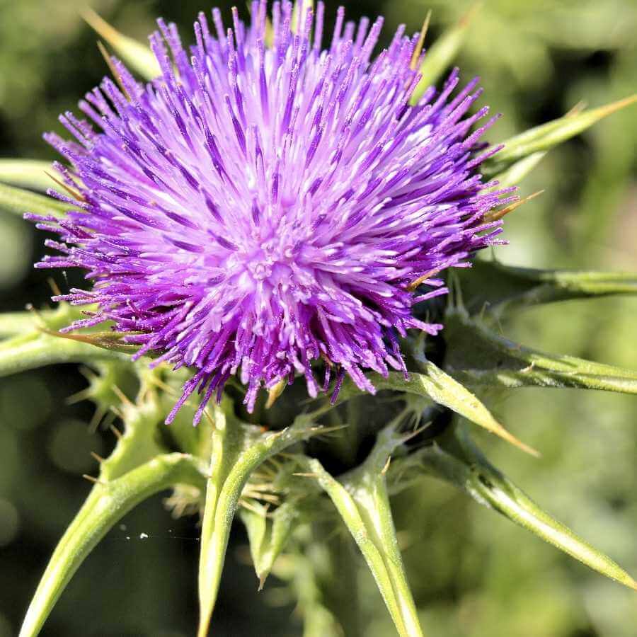 Cardo mariano para perros