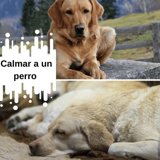 ¿Cómo calmar a un perro? Los mejores consejos para tener perros tranquilos