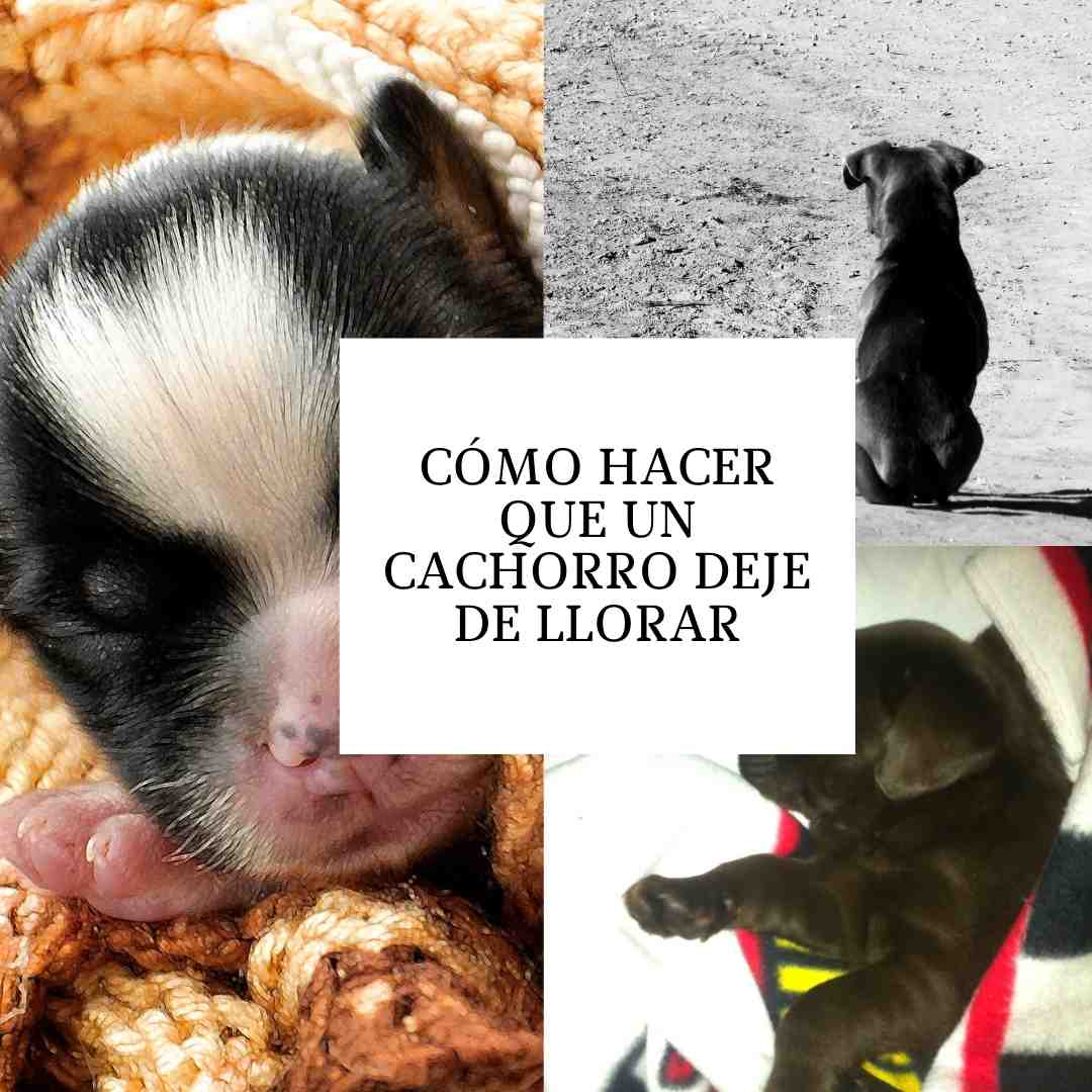 Cómo hacer que un cachorro deje de llorar