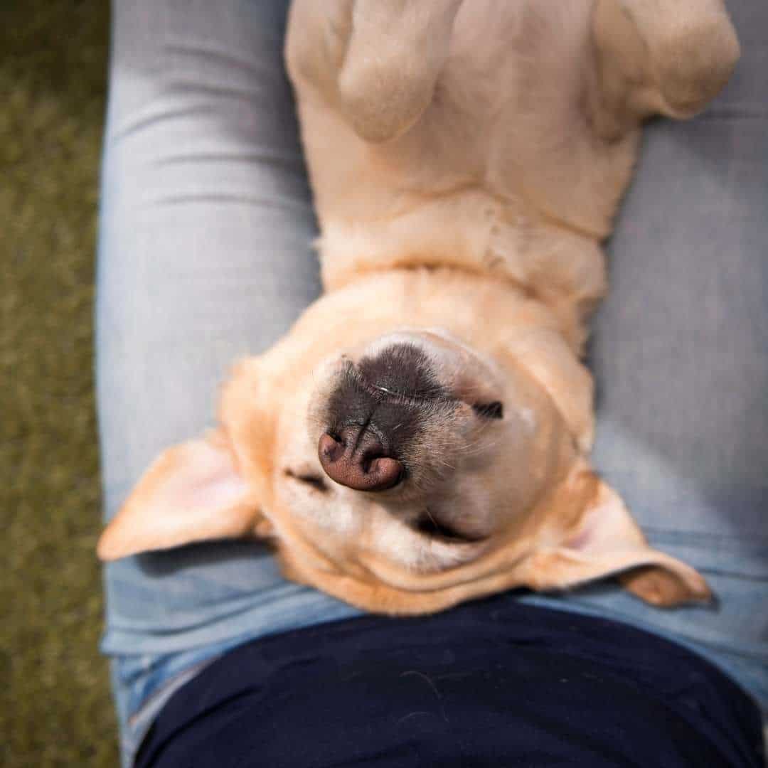 como relajar a mi perro