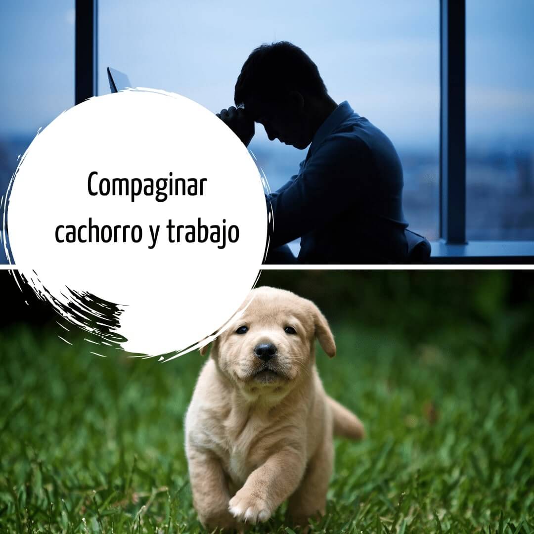 Consejos para criar un cachorro si trabajamos
