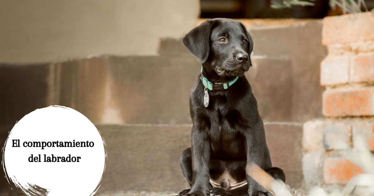 El comportamiento del labrador