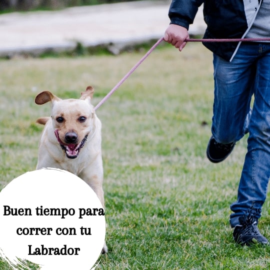 Buen tiempo para correr con tu Labrador