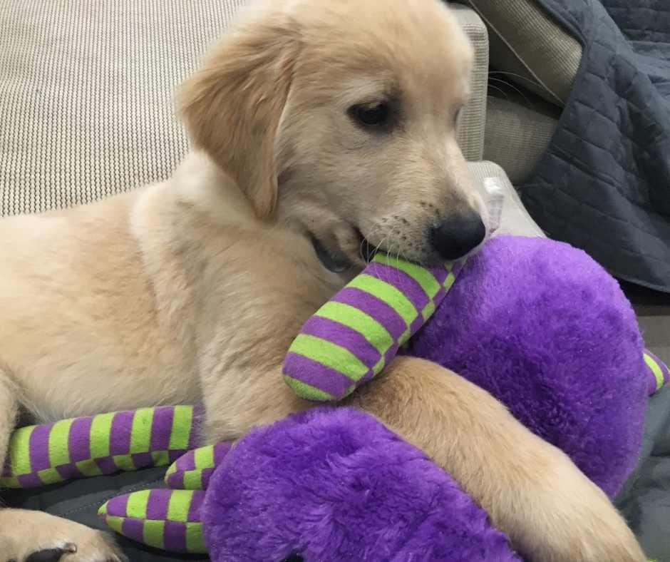 cosas que deberías comprarle a tu nuevo cachorro de labrador