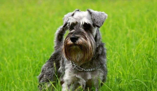 cruce de labrador y schnauzer
