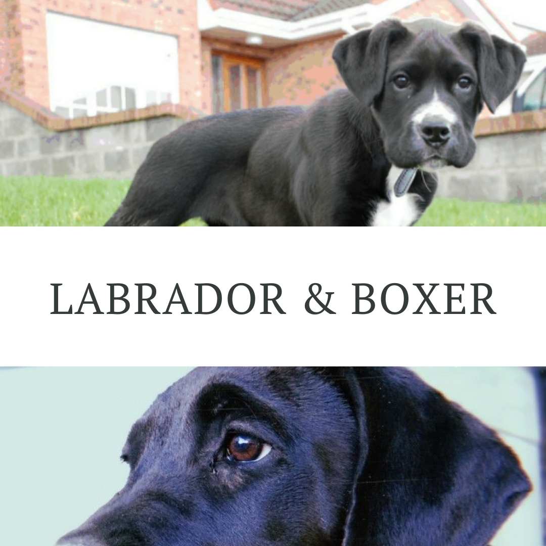 cruce boxer y labrador