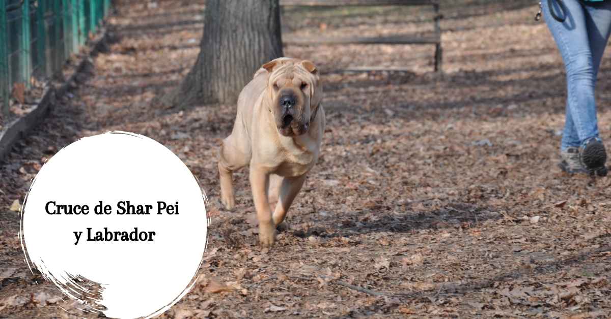 cruce de shar pei con labrador